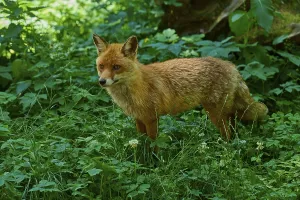 Category Wildlife DE Prints: A fox stands attentively in a dense forest