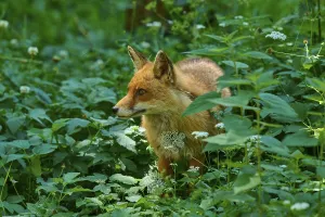 A fox stands in a green forest surrounded by flowers and leaves