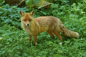 Category Wildlife DE Prints: A fox stands in the green grass and looks curiously
