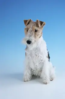 Fox terrier, fox terrier, indoor, studio