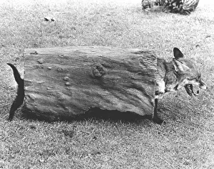 Fox in a tree trunk, England, Great Britain