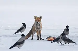 Fox (Vulpes Vulpes), at the eagle's feeder the fox finds the laid out carp in the snow