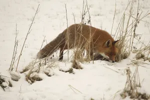 Fox (Vulpes vulpes) foraging in the snow
