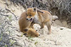 Fox (Vulpes vulpes), puppy, young fox