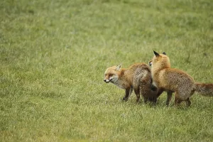 Fox (Vulpes vulpes) Ranz on the meadow