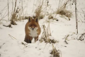 Fox (Vulpes vulpes) safe in the snow