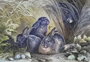 Fox watching hares, historical engraving