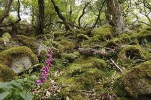 Foxglove (Digitalis purpurea), Glenveagh National Park