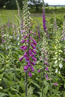 Foxglove (Digitalis purpurea) with raindrops