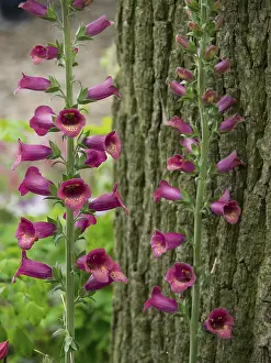 Two foxglove plants blooming next to a tree trunk in the green