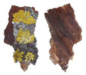 Framed Print : Fragment of natural european forest gray and yellow moss and lichen plant on linden tree bark