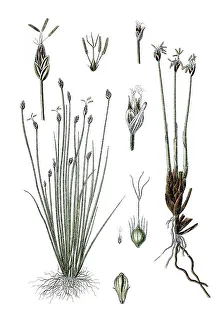 Fragrant flatsedge (Cyperus acicularis) on the left