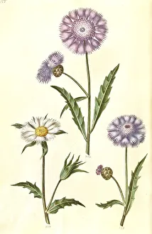 Fragrant Musk Flower, Amberboa moschata