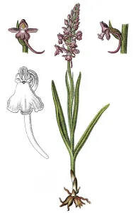Fragrant orchid (Gymnadenia conopsea)