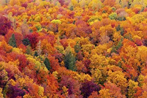 Full frame of beautiful variegated autumn foliage of mixed forest in late October