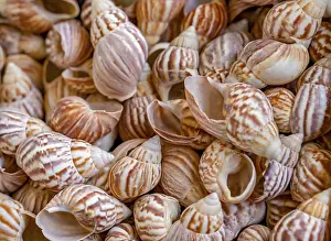 Full frame shot showing lots of bicolored marine snail shells