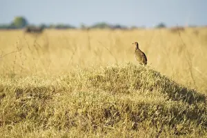 Francolin (Pternistis adspersus)