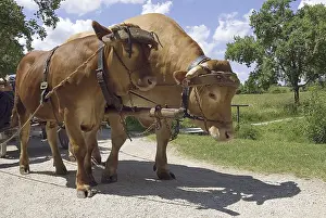 Franconian aurochs cattle harnessed to pull a cart