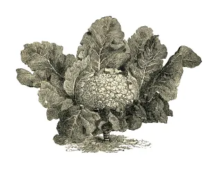 Frankfurt giant cauliflower, historical illustration from: Theodore Long: General Illustrated Garden Book