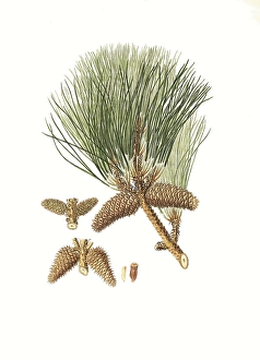 Frankincense pine, Pinus taeda, also American turpentine pine, tree, digitally improved reproduction of an original by Aylmer Bourke Lambert (1761 - 1842), English botanist, published around 1810