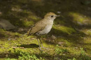 Frantzius Nightingale Thrush or Ruddy-capped Nightingale Thrush (Catharus frantzii)