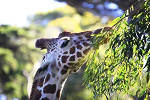 Free Giraffe in Tsavo National Park. Kenya