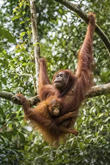 Free living orangutan mother with child
