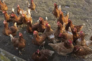 Free-range chickens