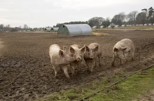 Free range pig farming pork production Shottisham