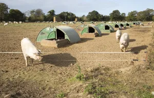 Free range pig farming at Shottisham