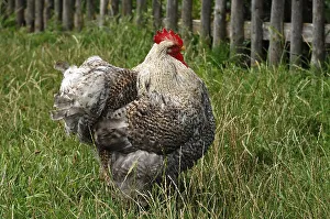 Free-range rooster in the Franconian Open Air Museum