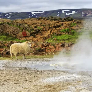 Free-range sheep, sulphur vapour