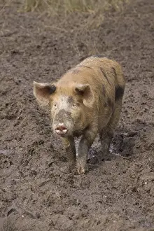 Free range Tamworth cross pig