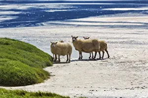 Free ranging Icelandic sheep (Ovis) at Rauoisandur beach