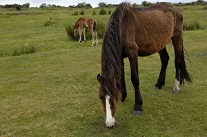 Free-roaming Dartmoor Horse with foal