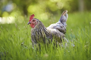 Free-running grey Domestic Chicken (Gallus gallus domesticus)