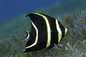 French Angelfish (Pomacanthus paru)