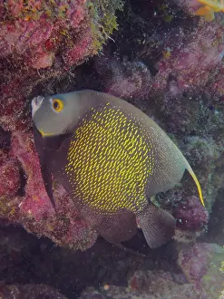 Framed Print : French angelfish (Pomacanthus paru)