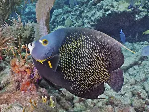 French angelfish (Pomacanthus paru)