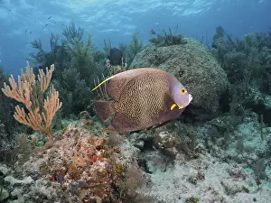 French angelfish (Pomacanthus paru) in typical Caribbean reef landscape