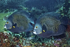 Two French Angelfishes (Pomacanthus paru) above coral reef