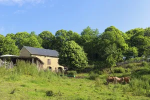 French barn with brown Limousin cows