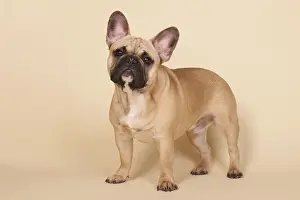 French bull dog on cream background