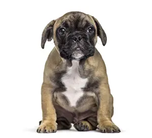 French Bulldog, 3 months old, sitting against white background