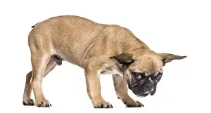 French Bulldog, 5 months old, standing against white background