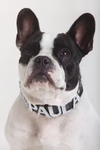 French Bulldog, bitch, collar