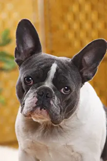 French Bulldog, blue-white, bitch, 4 years old