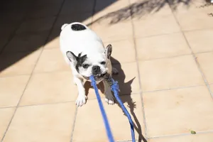 A French Bulldog (Canis lupus familiaris) with black spots holding a blue leash in its mouth