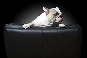 French Bulldog in a director's chair