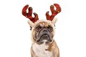 French Bulldog dog with Christmas reindeer antler costume on white background